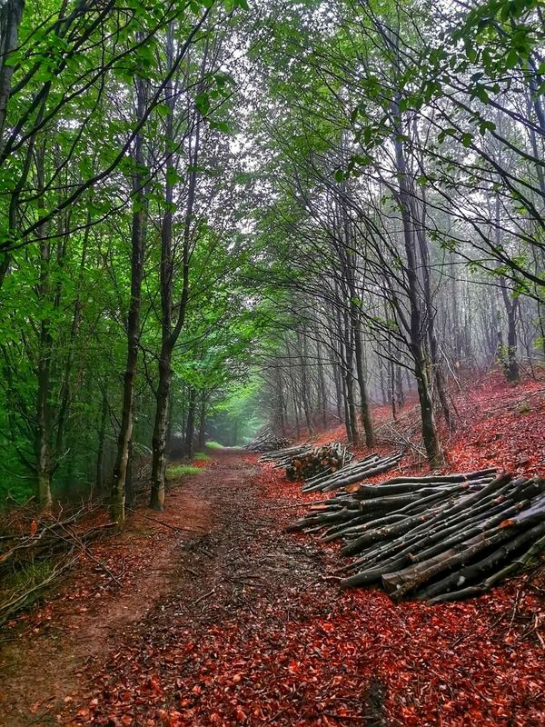 Pista forestal entre niebla, con troncos apilados a un lado