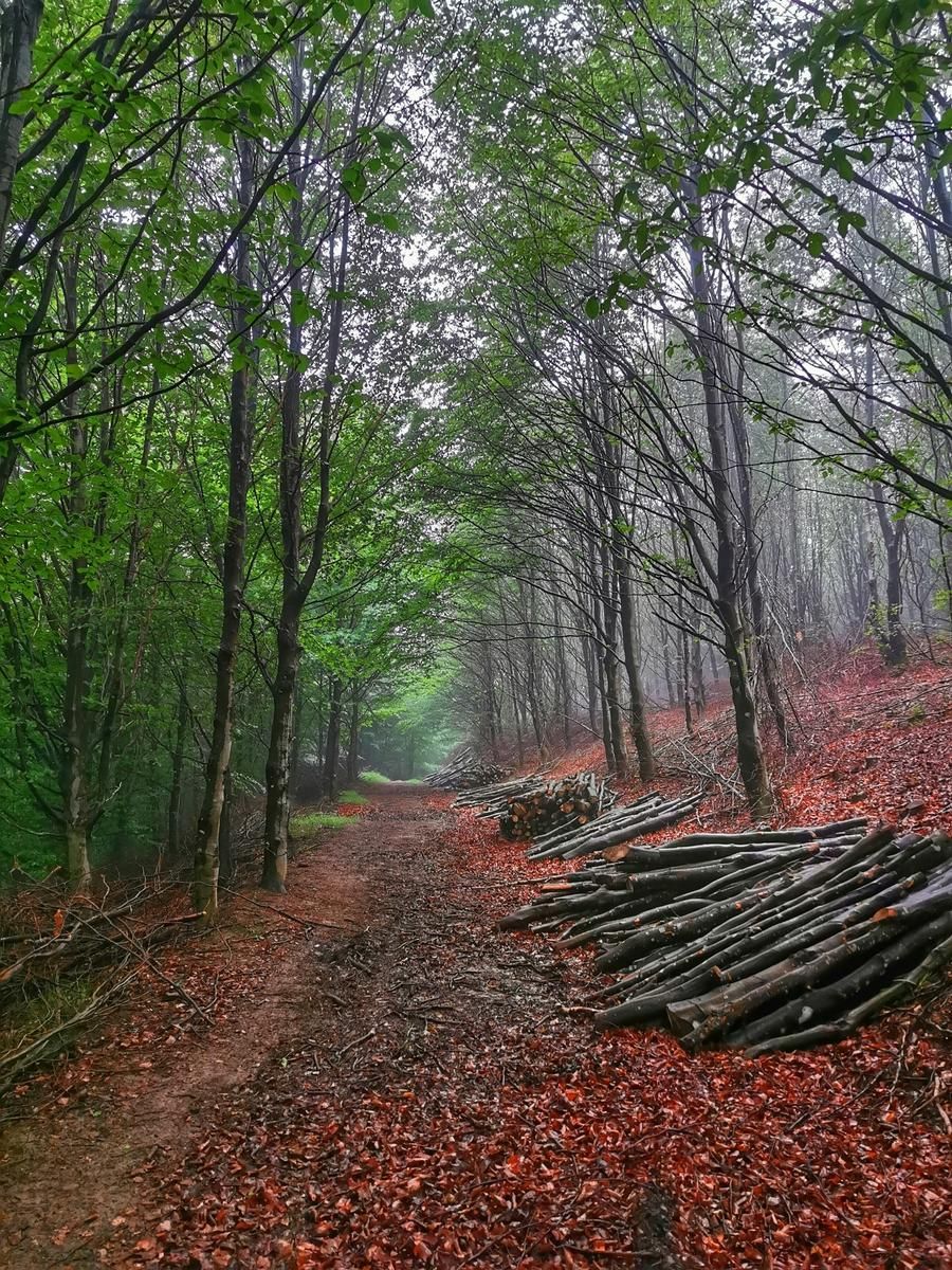Pista forestal entre niebla, con troncos apilados a un lado