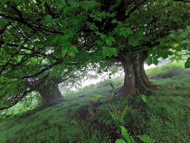 Hayas junto al camino, en un tramo de bosque
