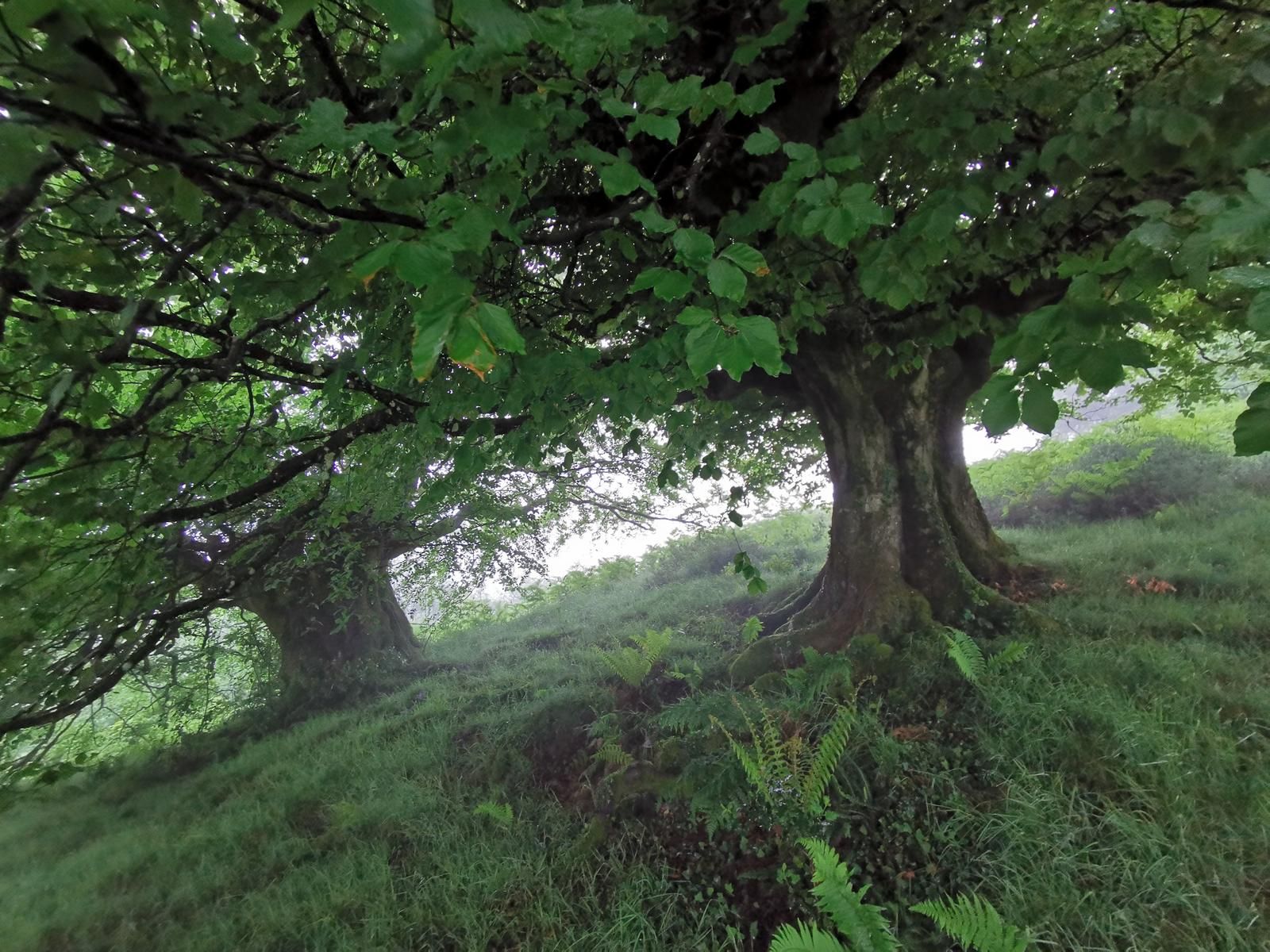 Hayas junto al camino, en un tramo de bosque