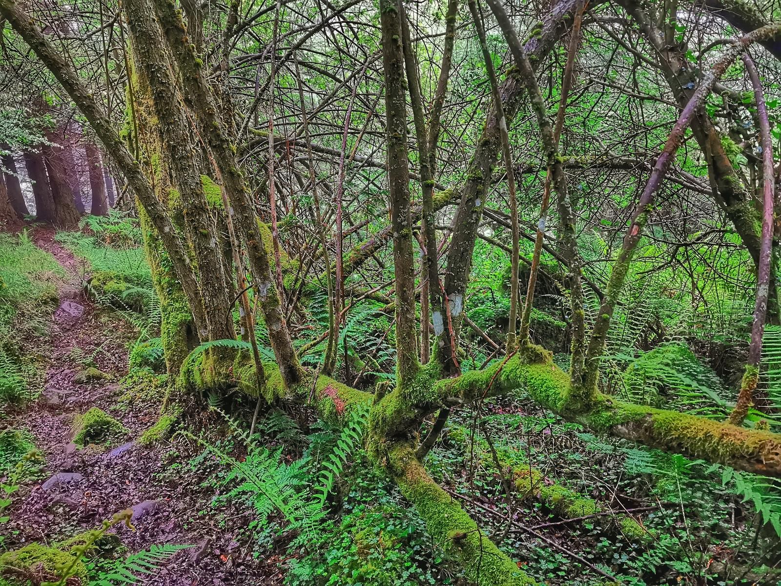 Sendero entre &aacute;rboles cubiertos de musgo