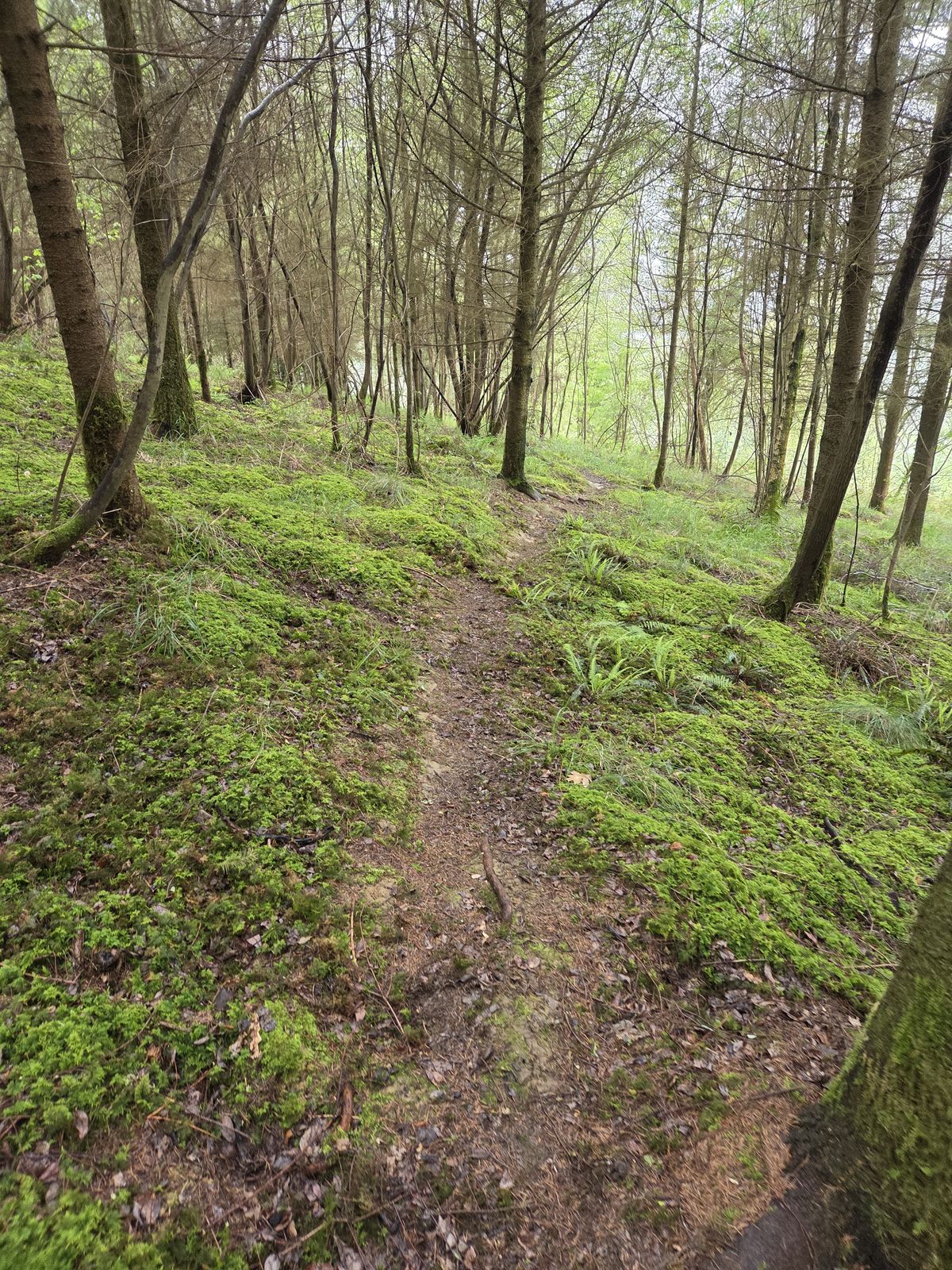 Sendero entre &aacute;rboles y musgo, en un tramo de bosque