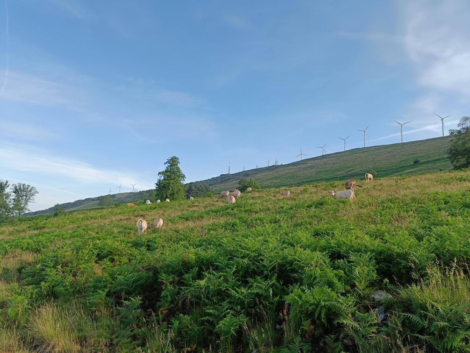 Vacas pastando en una ladera, con los aerogeneradores del cordal al fondo