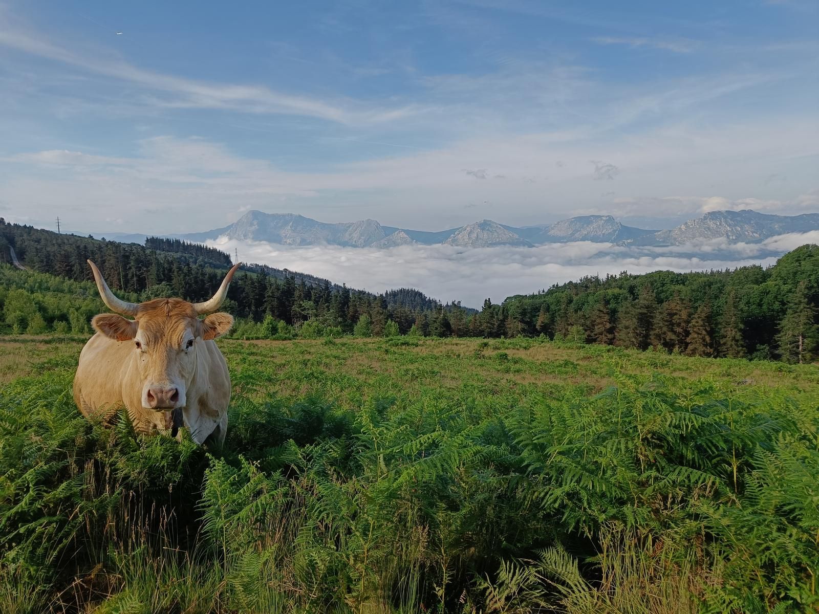 Vaca con grandes cuernos, con el valle cubierto de niebla y las monta&ntilde;as al fondo