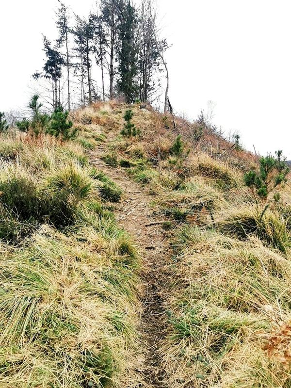 El sendero subiendo entre hierba hacia una loma con &aacute;rboles
