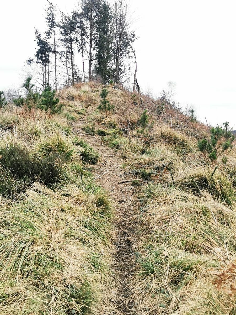 El sendero subiendo entre hierba hacia una loma con &aacute;rboles