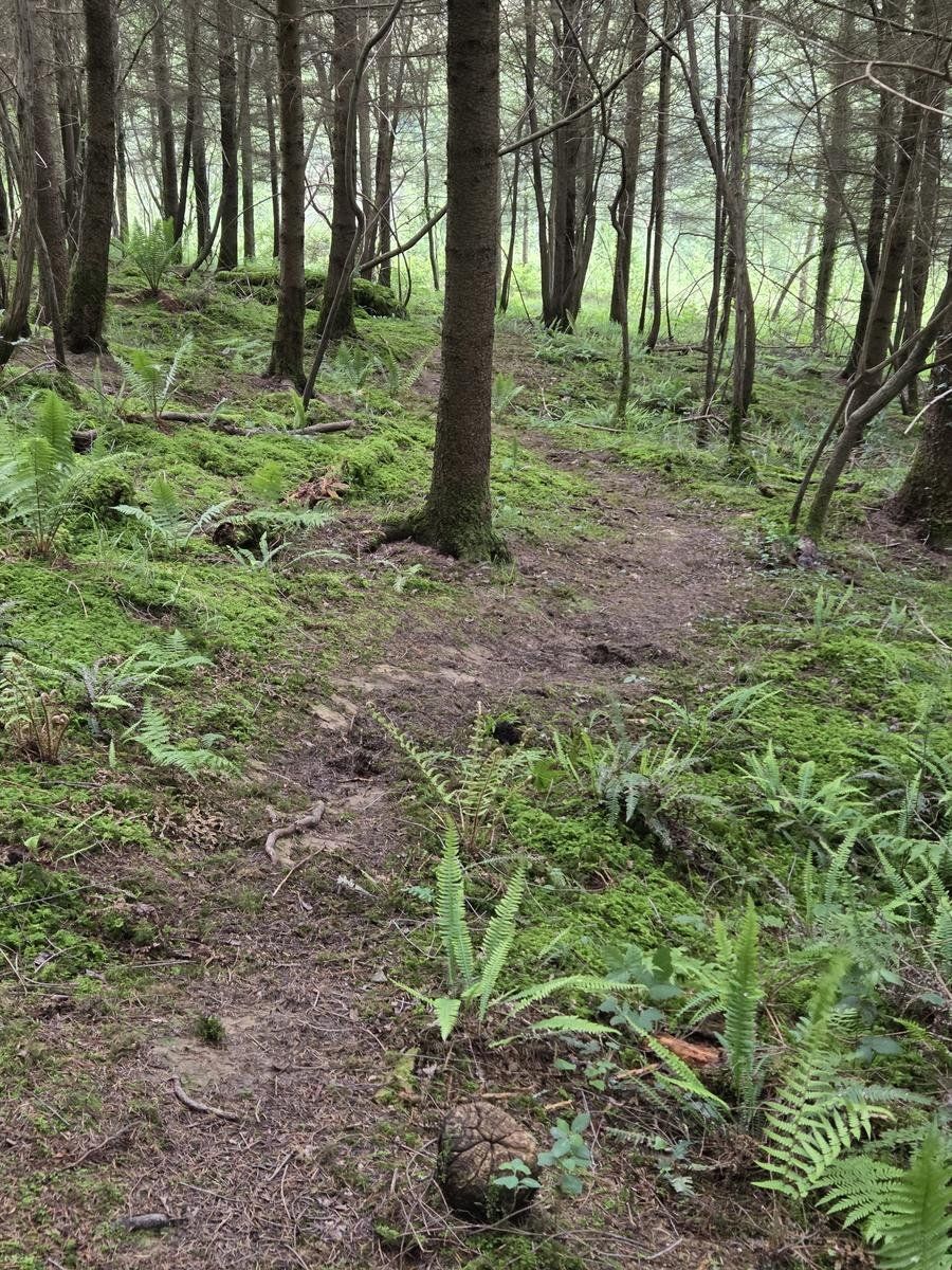 El sendero entre musgo y helechos, en un tramo de bosque