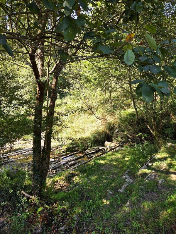 El sol entrando entre los &aacute;rboles en un tramo de bosque, con troncos ca&iacute;dos y roca cubierta de musgo al borde del camino