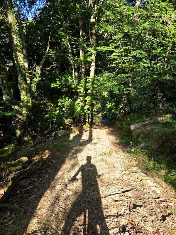 Camino de tierra atravesando el bosque a contraluz, con la sombra del ciclista proyectada sobre el suelo