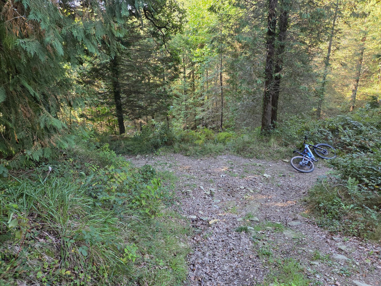 Bideen arteko gurutzea pinudi betean, bizikleta pistaren ertzean etzanda