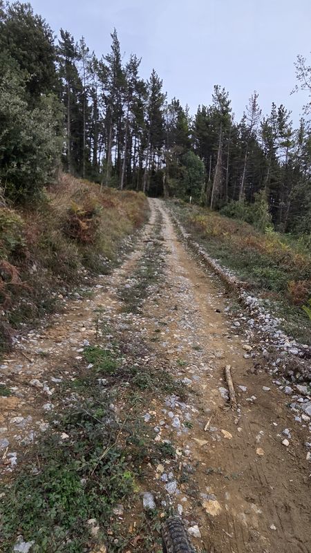 Pista pedregosa subiendo entre pinos, con roderas marcadas en la tierra
