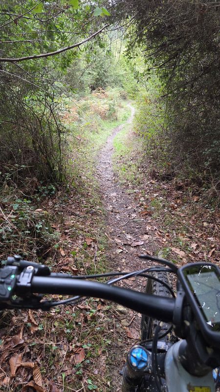 Sendero estrecho entre la vegetación, visto desde el manillar de la bici