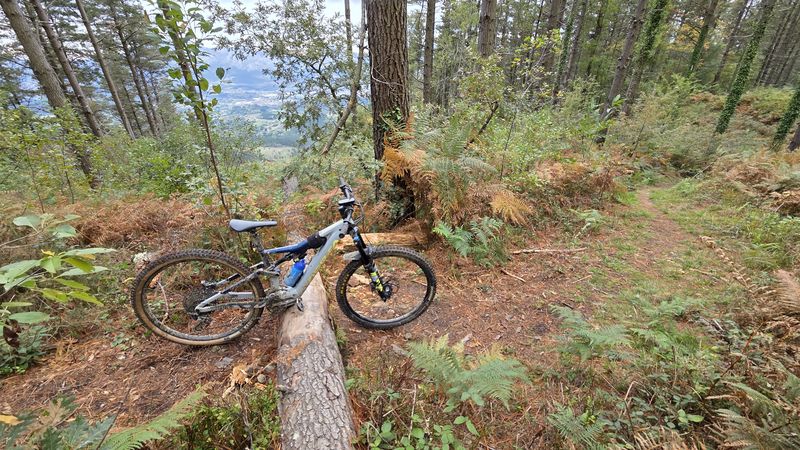 La bici apoyada en un tronco caído, en un pinar con helechos y el valle abajo