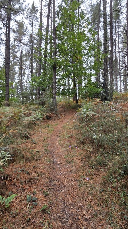 Sendero cubierto de pinaza entre los troncos de una plantación de pinos