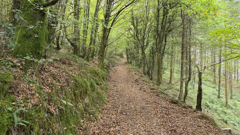 Sendero hondo entre taludes cubiertos de musgo, en el hayedo camino de Santa Kataline