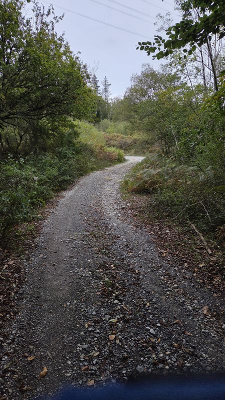 Pista de grava entre árboles, con el tendido eléctrico al fondo