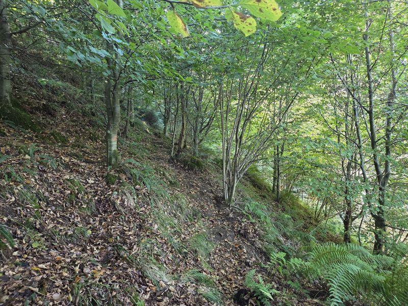Sendero de subida entre hayas j&oacute;venes, con una marca roja pintada en un tronco