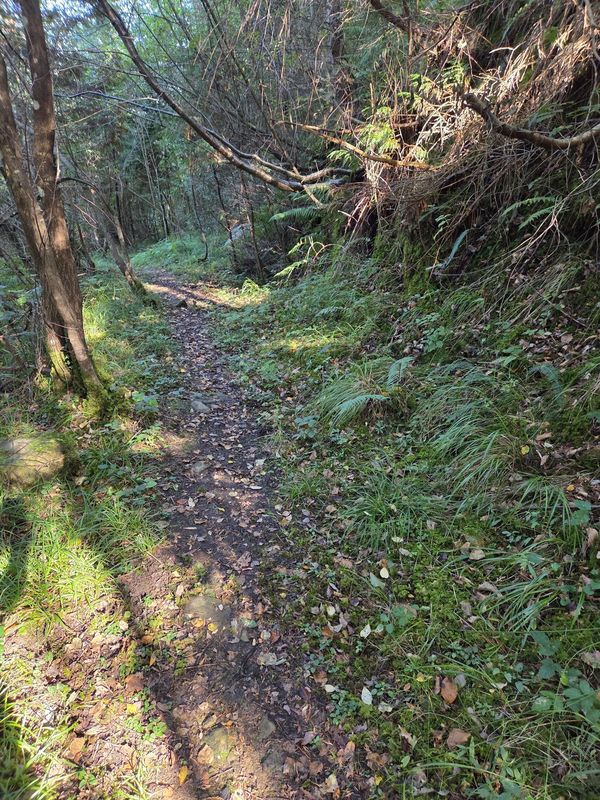 Sendero entre &aacute;rboles con luz filtrada entre las hojas