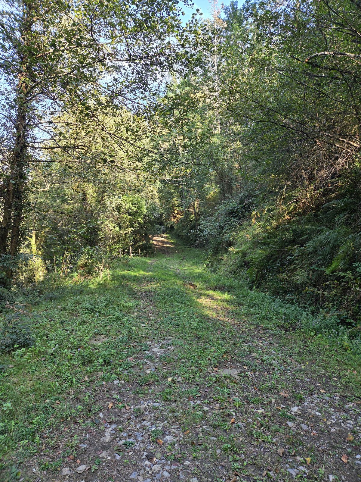 Bide belartsua zuhaitzen artean, tunel berde bat osatuz