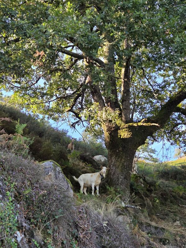 Cabras bajo un gran &aacute;rbol, entre helechos y rocas cubiertas de musgo