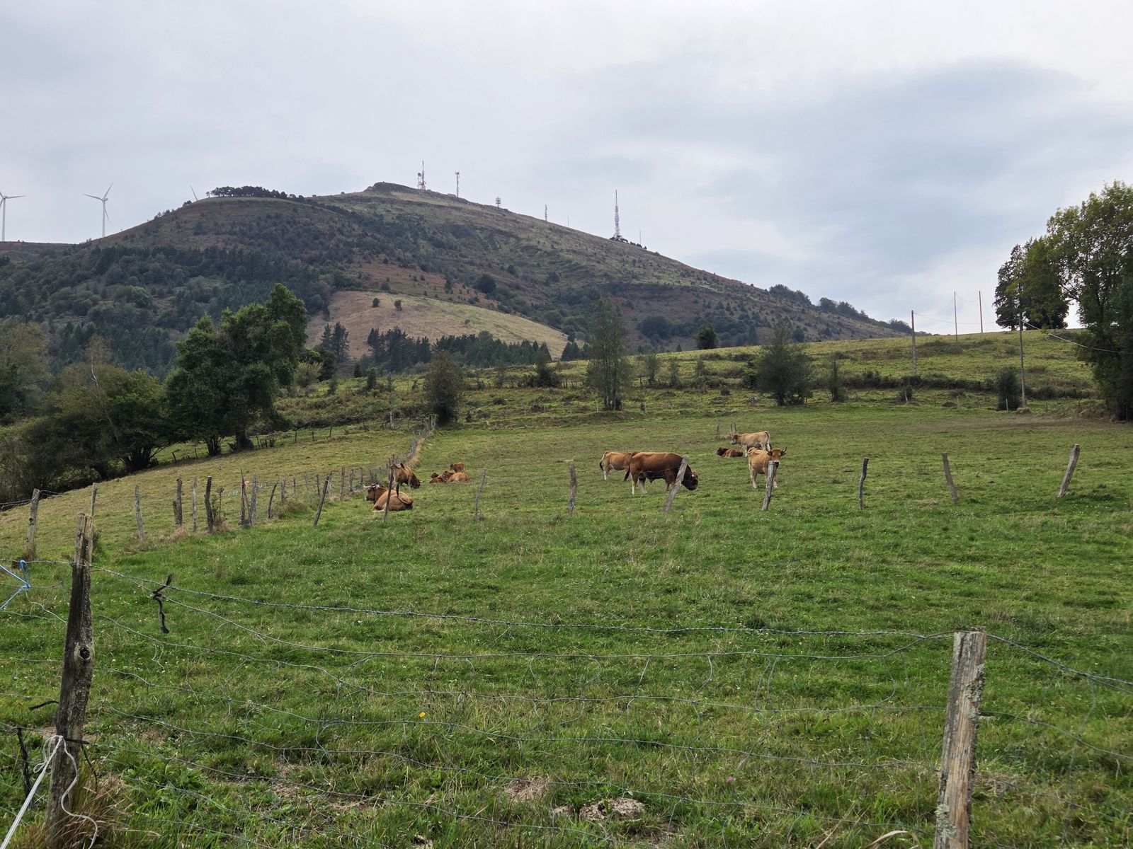 Behiak larrean hesitutako soro batean, Oiz, bere antenak eta eolikoak atzealdean
