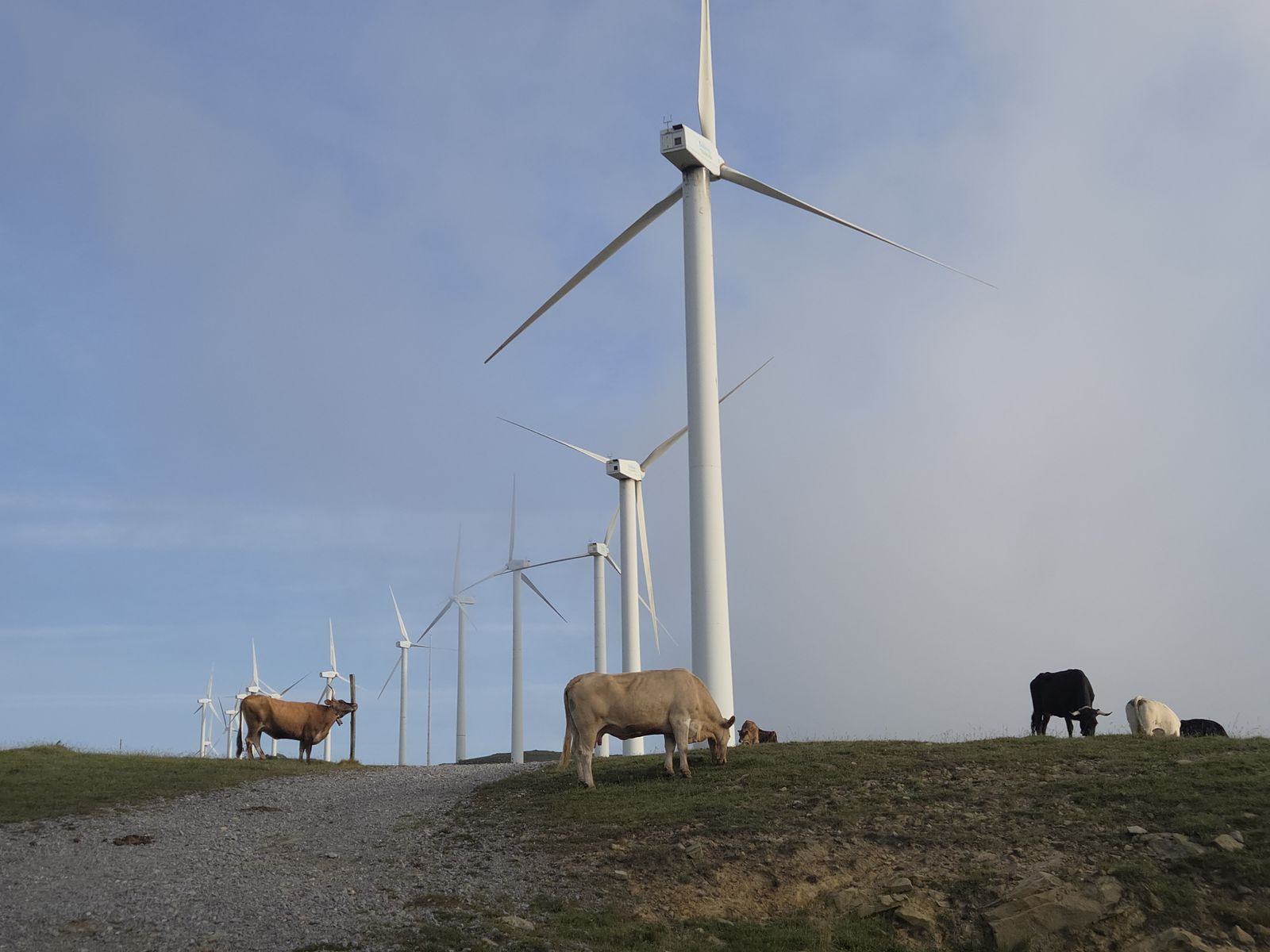 Vacas pastando junto a los aerogeneradores