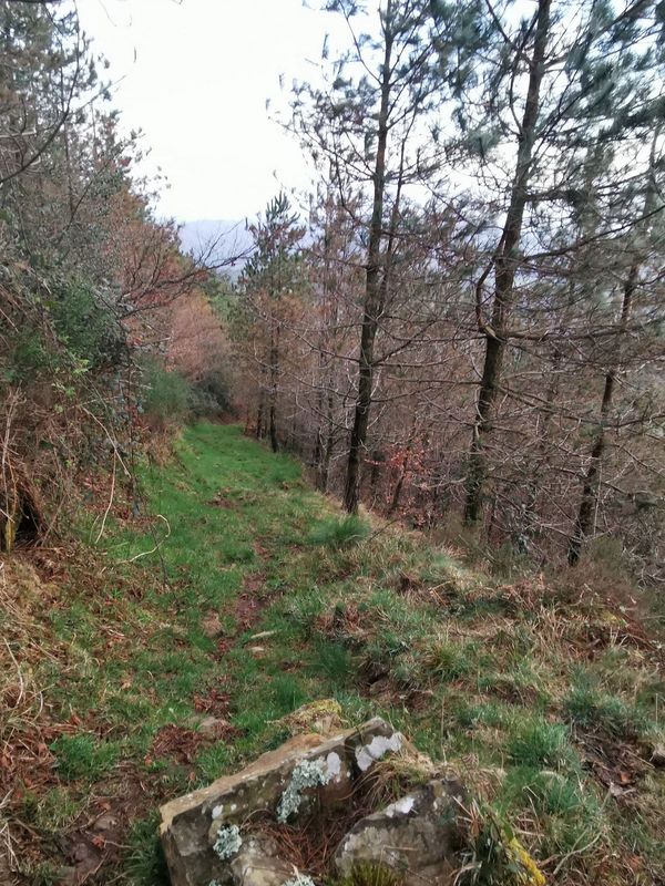 Sendero herboso descendiendo entre pinos y robles con hojas oto&ntilde;ales, con vistas a las monta&ntilde;as al fondo