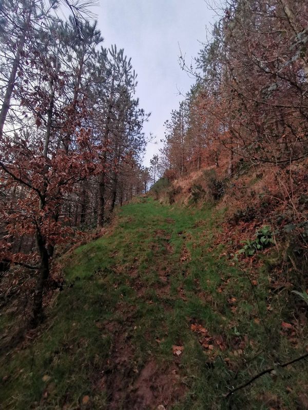 Sendero herboso ascendiendo entre pinos, con hojas oto&ntilde;ales a ambos lados