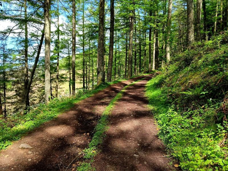 Camino de tierra entre alerces, con la luz del sol filtr&aacute;ndose entre los &aacute;rboles