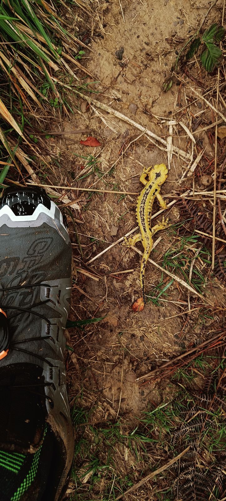 Salamandra hori-beltza mendiko bota baten ondoan, bidezidorrean