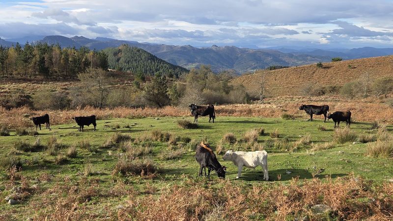 Vacas pastando en un prado en la bajada, con monta&ntilde;as al fondo entre nubes