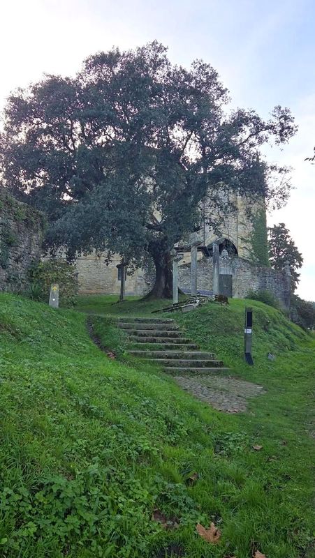 Zenarruzako monasterioaren hondakinak, mende askoko zuhaitz batekin eta harrizko eskailera batekin
