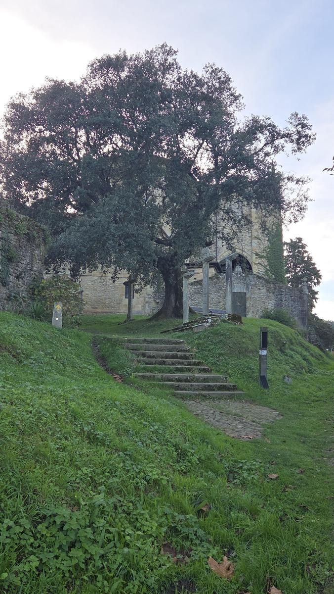 Zenarruzako monasterioaren hondakinak, mende askoko zuhaitz batekin eta harrizko eskailera batekin