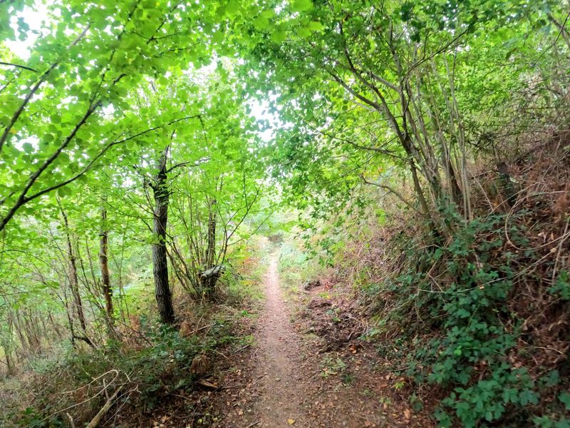 Sendero estrecho entre arbolado verde, con el piso de tierra batida