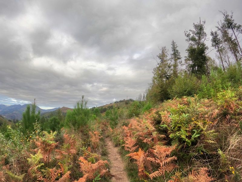 Sendero entre helechos secos hacia la loma, con las antenas en la cima