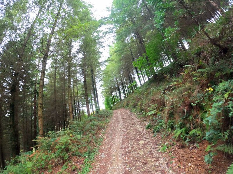 Pista de piedra subiendo entre el pinar, con el talud de helechos a la derecha