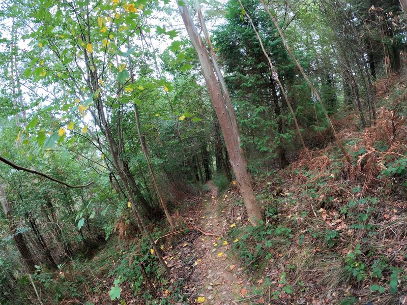 Sendero estrecho y pendiente entre eucaliptos, con la hojarasca cubriendo el piso