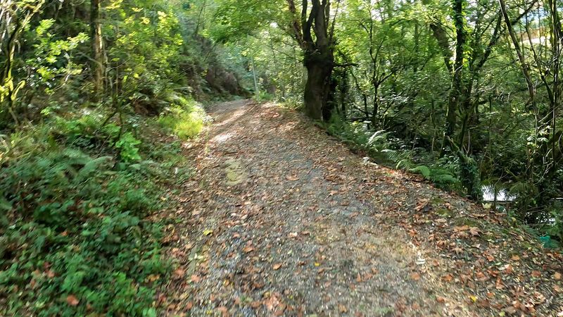 Pista de grava subiendo entre el bosque, con la hojarasca en los m&aacute;rgenes