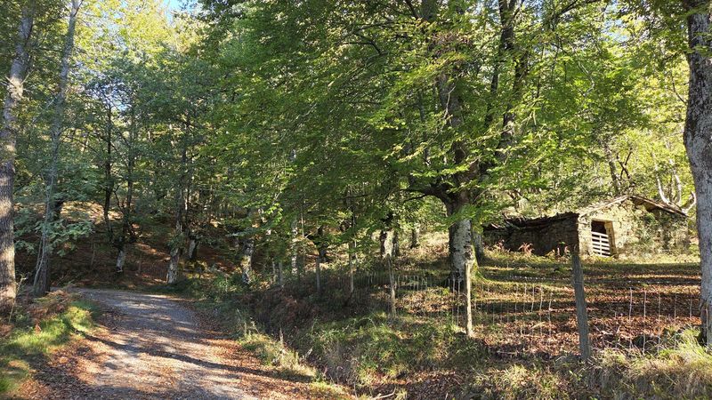 Pista de tierra entre hayas, con una borda de piedra y un prado cerrado con alambrada al lado
