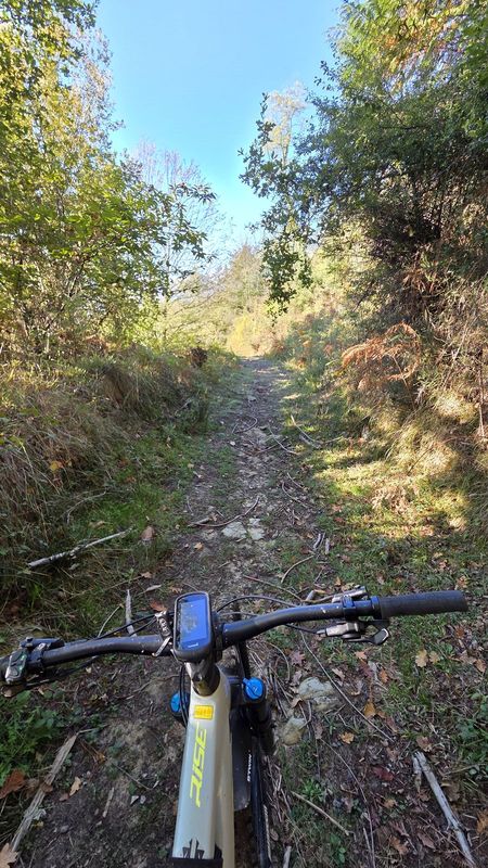 Sendero estrecho de subida entre helechos, visto desde el manillar de la e-bike