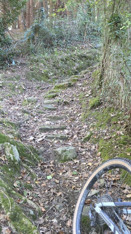 Escalones de piedra cubiertos de hojas en un sendero del bosque, junto a la rueda de la bici