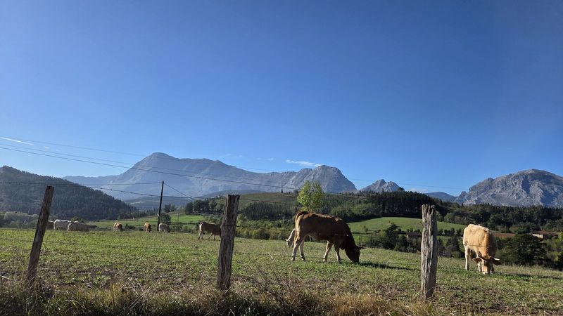 Vacas pastando en un prado cercado, con el Anboto y los montes del entorno al fondo