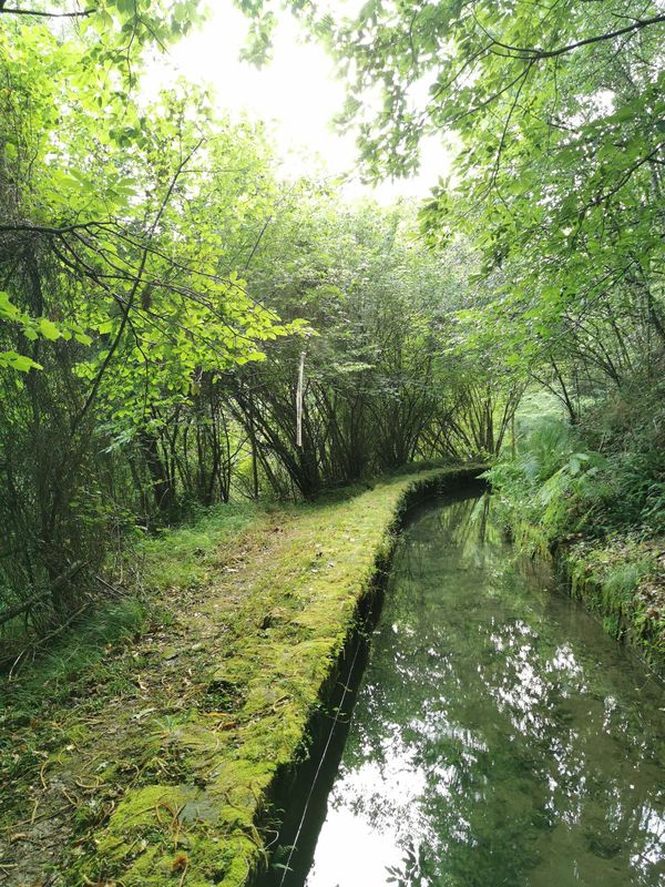 El canal de piedra entre los avellanos, con el camino cubierto de musgo a su lado