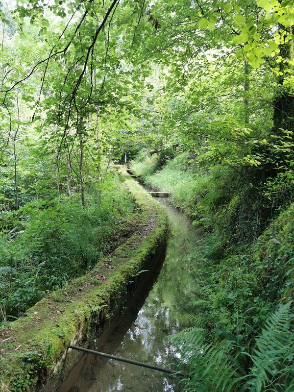 El canal de piedra cubierto de musgo, con el camino al lado y los helechos del talud