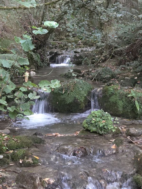 El arroyo saltando entre rocas cubiertas de musgo