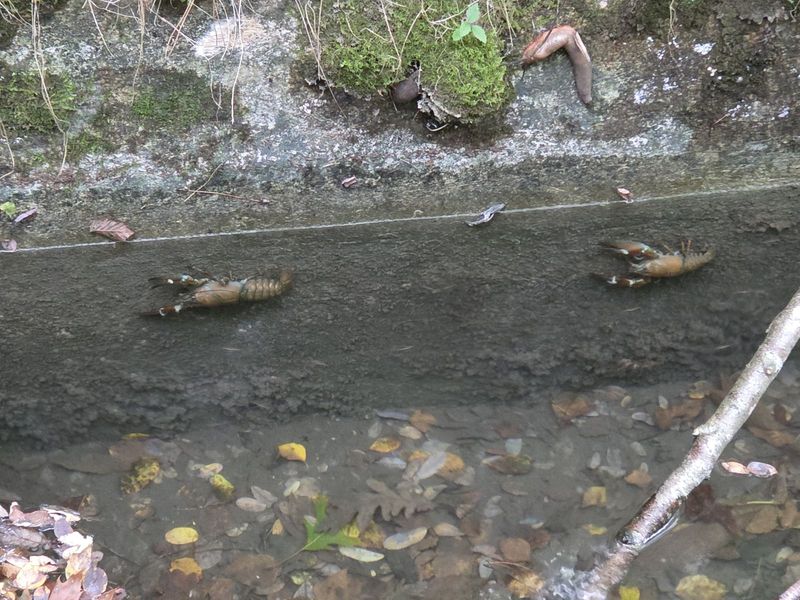 Dos cangrejos en el fondo del canal y una babosa en el muro