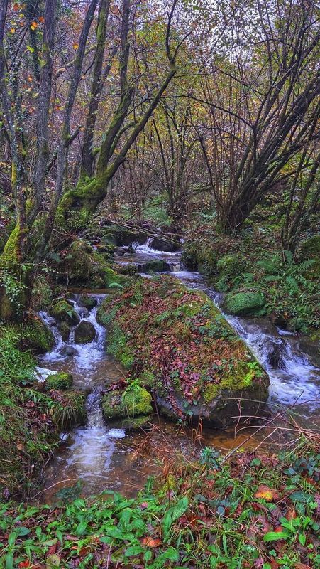 Arroyo entre rocas cubiertas de musgo y hojas ca&iacute;das, en un tramo de bosque en oto&ntilde;o