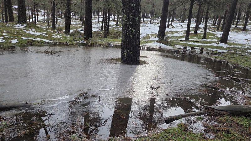 Charca helada entre pinos con nieve alrededor, reflejando los troncos en el agua