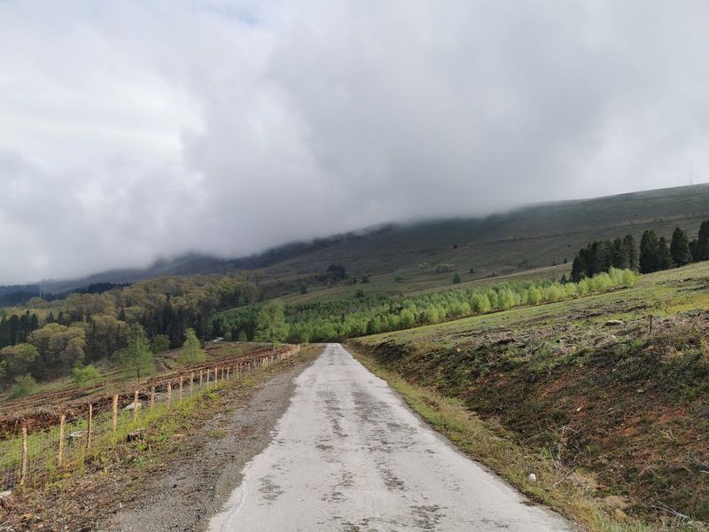 Pista de hormig&oacute;n entre prados y repoblaci&oacute;n joven, con niebla cubriendo el monte al fondo