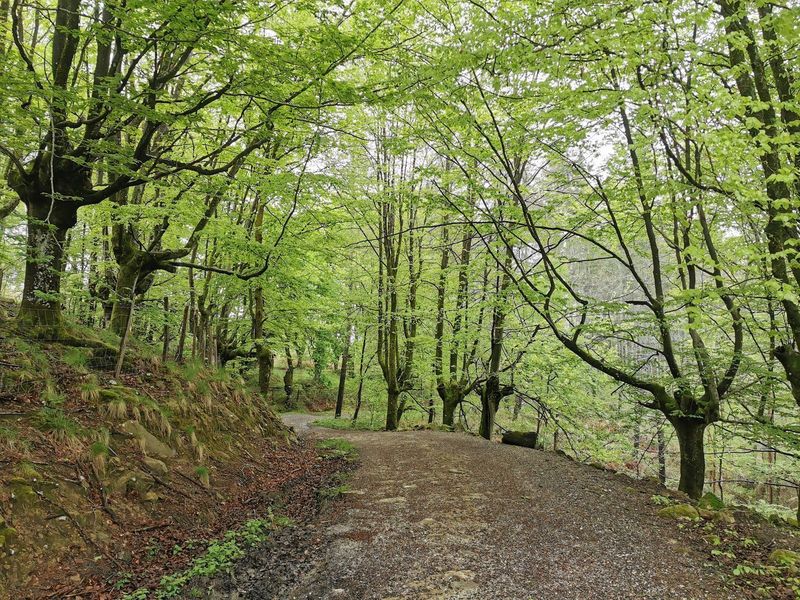 Pista amplia entre hayas j&oacute;venes con un muro de piedra musgoso a un lado, en un tramo de bosque